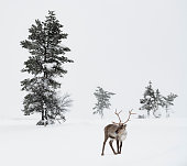 istock Reindeer standing in snow in winter landscape of Finnish Lapland, Finland 1135554176