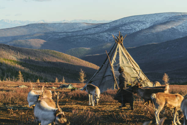 Scenic view of reindeers  near the teepee  in Mongolia in winter