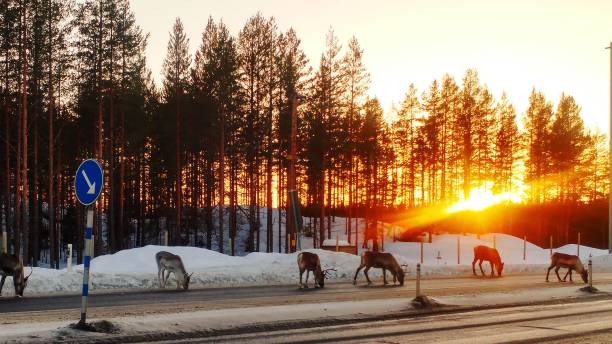 Reindeers on the road stock photo