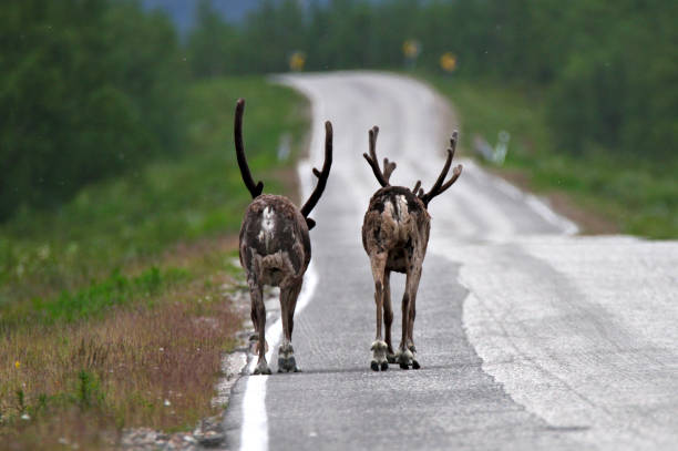 Reindeers walking Two Santa's reindeers walking on the road in Finnish Lapland. kilpisjarvi lake stock pictures, royalty-free photos & images