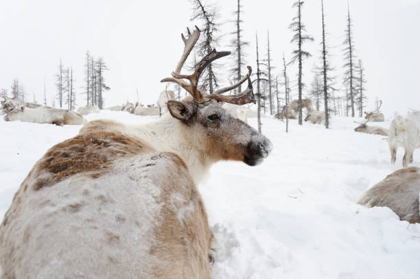 Reindeers.  Winter. Yakutia. stock photo