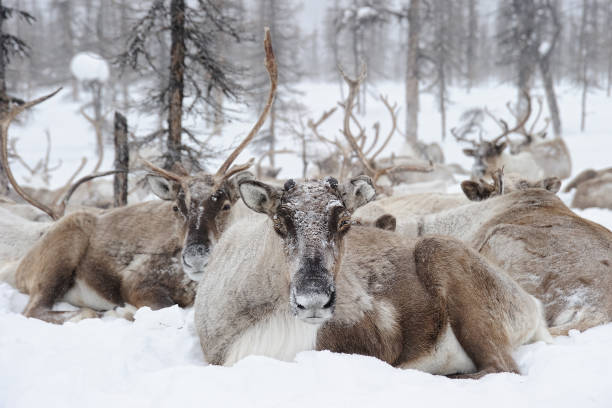 Reindeers.  Winter. Yakutia. stock photo