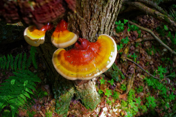 Reishi Mushroom growing on a Hemlock tree in the forest Reishi Mushroom (Ganoderma Tsugae) is a wild medicinal mushroom that grows in the woods. lingzhi stock pictures, royalty-free photos & images