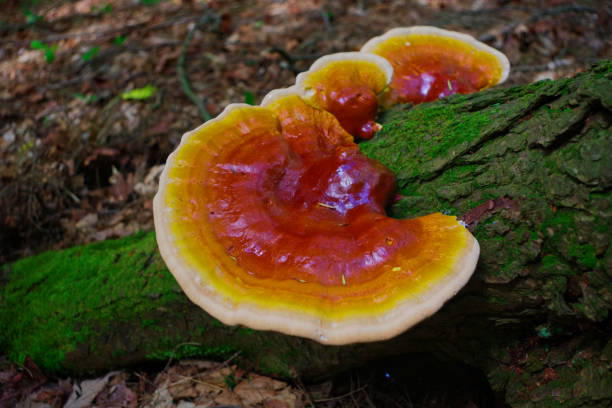 Reishi Mushroom growing on a Hemlock tree in the forest Reishi Mushroom (Ganoderma Tsugae) is a wild medicinal mushroom that grows in the woods. lingzhi stock pictures, royalty-free photos & images