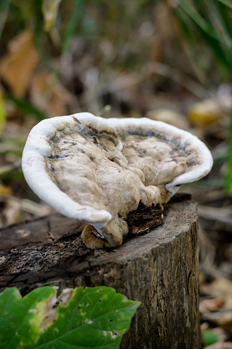 Wild reishi mushroom that was forraged in Manitoba canada