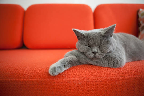 Relaxed cat on a sofa. stock photo