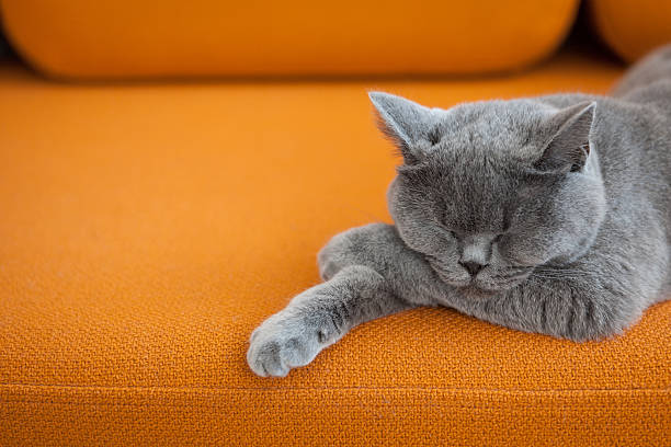 Relaxed cat. stock photo