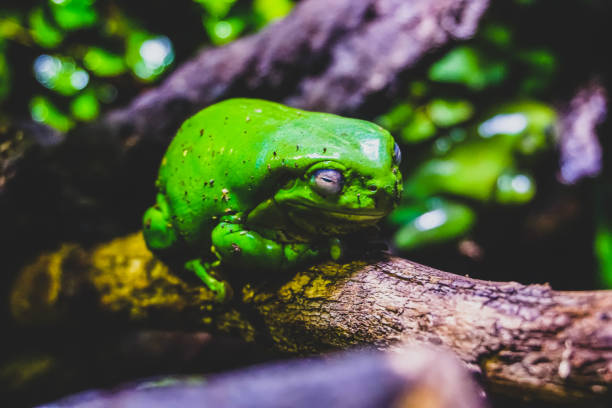 A relaxed green frog on a branch. A relaxed green frog on a branch. cute frog stock pictures, royalty-free photos & images