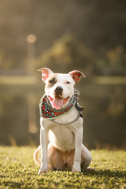 Relaxed pitbull sitting at the park stock photo