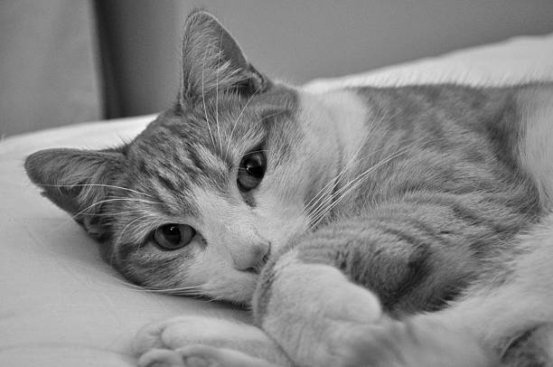 Relaxing Cat A black and white photo of a cat lying on a bed looking at the camera normalisaverage stock pictures, royalty-free photos & images