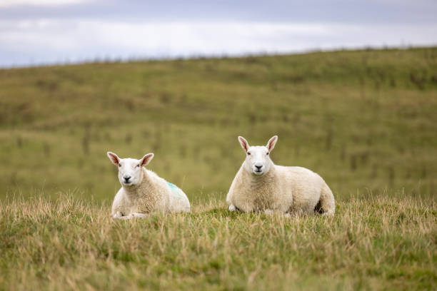 Relaxing Sheep in Scottish Highlands stock photo