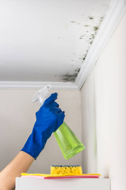 Removing mold from the living accommodation with cleaning substance stock photo