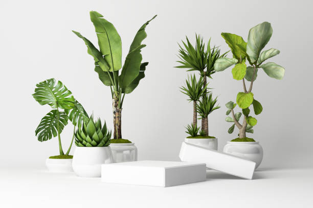 3D render of tropical plants isolated on white background. 3D render of tropical plants isolated on white background. fiddle leaf fig stock pictures, royalty-free photos & images