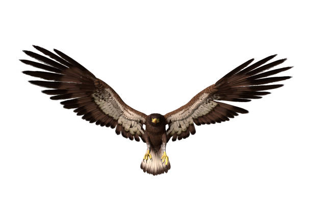3d-rendering bald eagle op wit - klauw roofvogel stockfoto's en -beelden