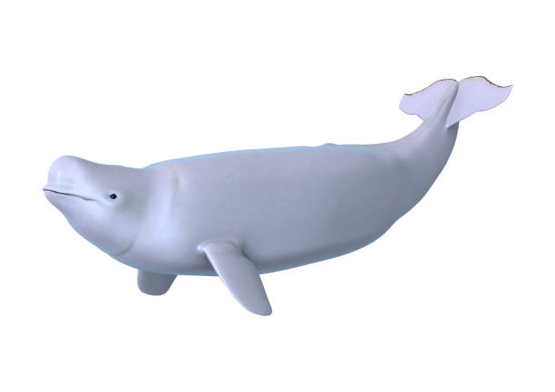 3D Rendering Beluga White Whale on White 3D rendering of a beluga white whale isolated on white backgrou beluga whale stock pictures, royalty-free photos & images