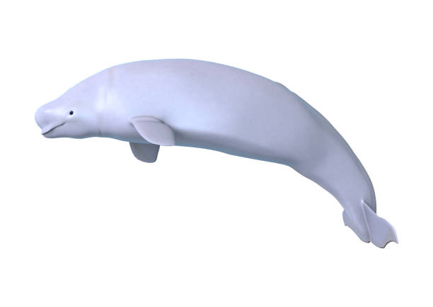 3D Rendering Beluga White Whale on White 3D rendering of a beluga white whale isolated on white background beluga whale stock pictures, royalty-free photos & images