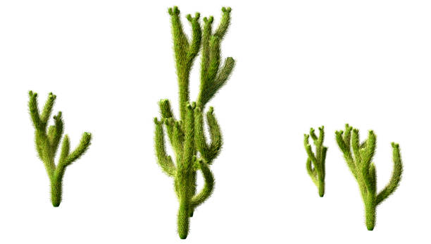 3D Rendering Cholla Cactus on White stock photo