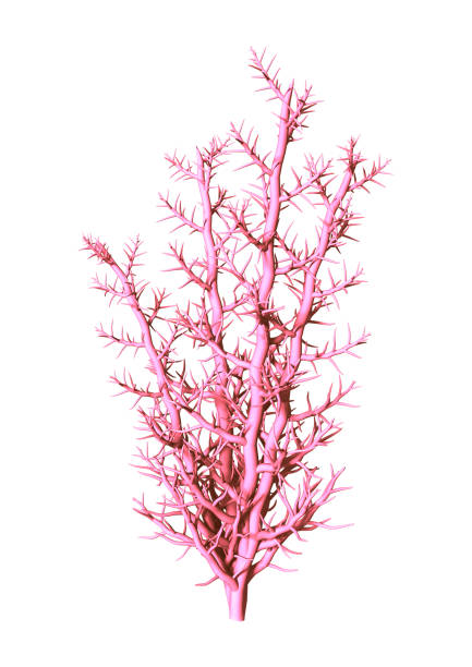 3D rendering coral on white stock photo