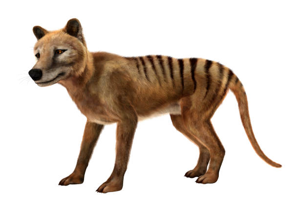 3D Rendering Died Animal Thylacine stock photo