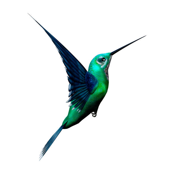 3D rendering humming bird on white stock photo
