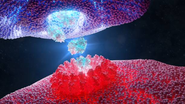 3D rendering of NK (Natural Killer) cell destroying a cancer cell using pore forming perforin and granzyme which triggers the cancer cell death stock photo