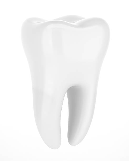 Best Single Tooth Stock Photos, Pictures & Royalty-Free ...