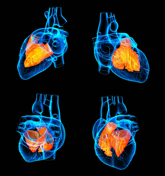 Best Heart Ventricle Stock Photos, Pictures & Royalty-Free Images - iStock