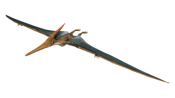 3D Rendering Pteranodon on White stock photo