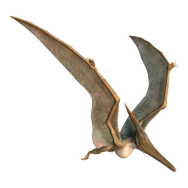 3D rendering Pteranodon on white stock photo