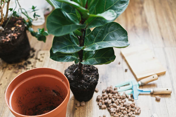 Repotting fiddle leaf fig tree in big modern pot. Ficus lyrata leaves and pot, drainage,garden tools, soil on wooden floor. Process of planting new house tree stock photo