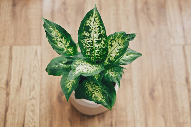 Repotting plant concept. Dieffenbachia plant potted with new soil into new modern pot on wooden floor. Closeup on fresh green leaves stock photo