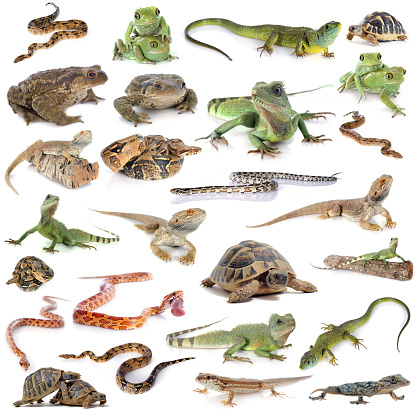 reptile and amphibian in front of white background