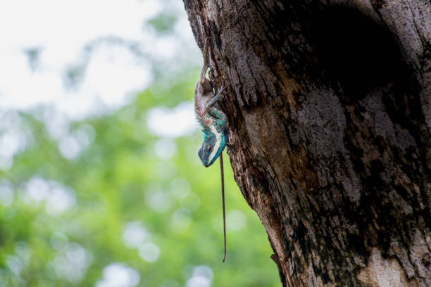 Reptile hanging from a tree. stock photo