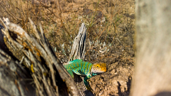 A Desert Spiny Lizard (Sceloporus magister) basks atop the sign for the Grafton Cemetary at the Grafton ghost town, nearby Zion National Park, Utah.