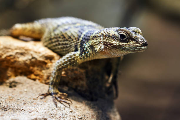 Reptile Reptile on a rock lizard photos stock pictures, royalty-free photos & images