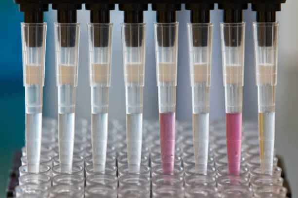 Research scientist pipetting SARS_CoV-2 samples to a plate using a multichannel pipette stock photo