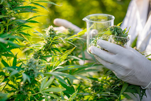 onderzoeker nemen een paar cannabis toppen voor wetenschappelijk experiment - hennep stockfoto's en -beelden