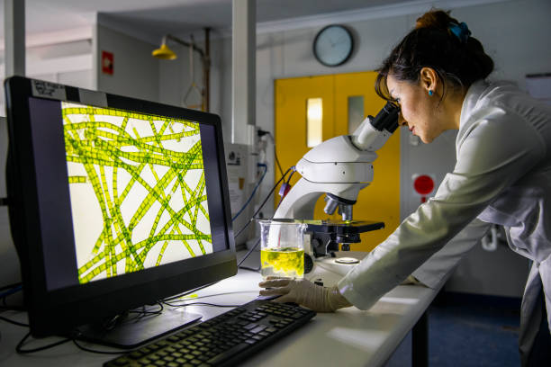 Researching Science A side-view shot of a female scientist looking through a microscope to analyse her findings in Perth, Australia. microbiology stock pictures, royalty-free photos & images