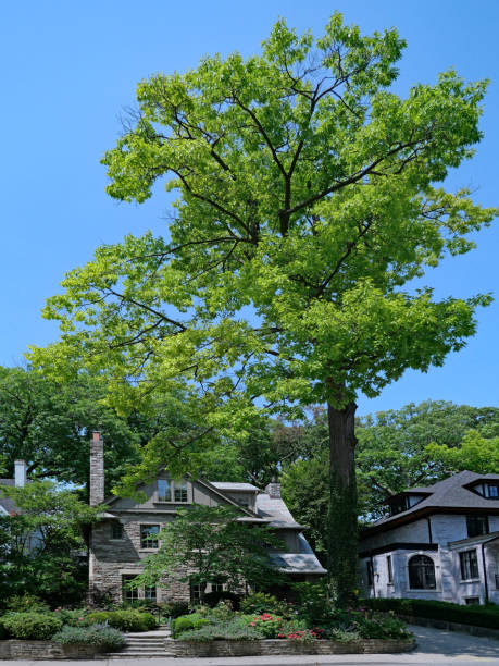 Residential street with very tall oak tree stock photo