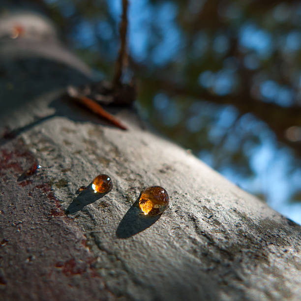 Resin on the body of a tree stock photo