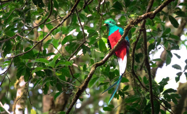 Resplendent quetzal, Costa Rica Resplendent quetzal (Pharomachrus mocinno) adult male, Monteverde area, Costa Rica. monteverde stock pictures, royalty-free photos & images