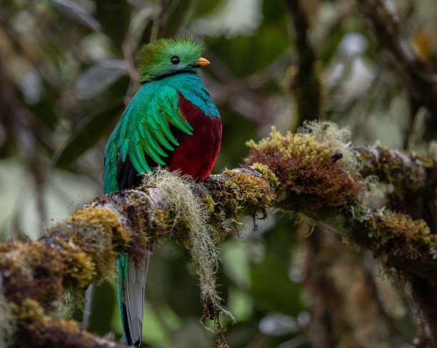 Resplendent Quetzal in Costa Rica The beautiful Resplendent Quetzal in Costa Rica quetzal stock pictures, royalty-free photos & images