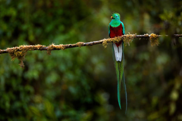 Resplendent Quetzal, Pharomachrus mocinno, from Savegre in Costa Rica with blurred green forest in background. Magnificent sacred green and red bird. Detail forest hidden of Resplendent Quetzal. Resplendent Quetzal, Pharomachrus mocinno, from Savegre in Costa Rica with blurred green forest in background. Magnificent sacred green and red bird. Detail forest hidden of Resplendent Quetzal. quetzal stock pictures, royalty-free photos & images