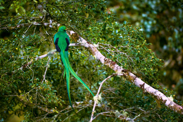 Resplendent Quetzal, Pharomachrus mocinno. Green bird from Costa Rica. Bird with long tail. stock photo