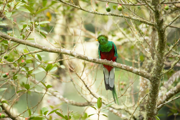 Resplendent quetzal Name: resplendent quetzal
Scientific name: Pharomachrus mocinno
Country: Costa Rica
Location: San Gerardo de Dota quetzal stock pictures, royalty-free photos & images