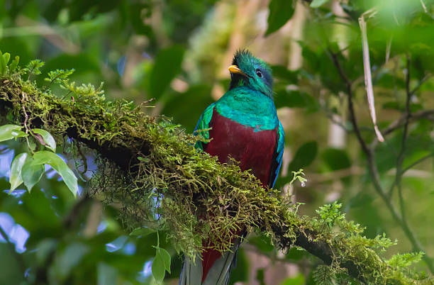Resplendent Quetzal A resplendent quetzal in Costa Rica. quetzal stock pictures, royalty-free photos & images