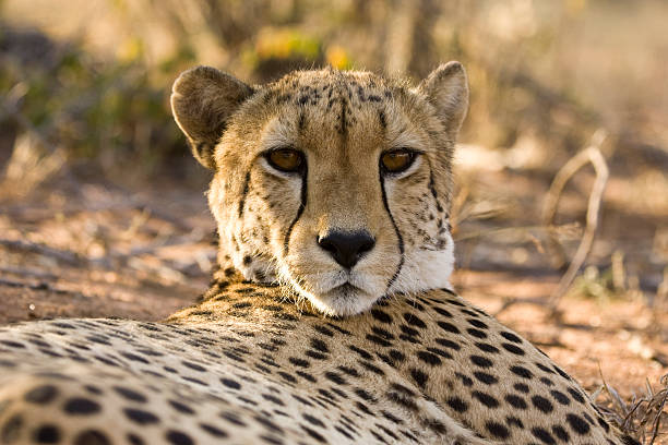 Resting Cheetah stock photo