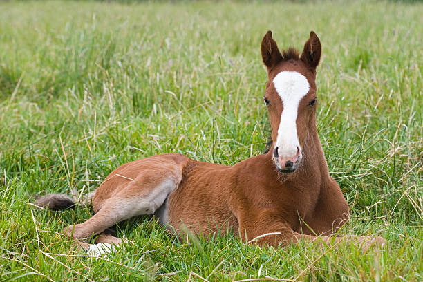 Resting Chestnut Thoroughbred Foal stock photo