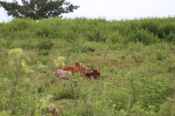 Resting Cow in Ethiopia stock photo