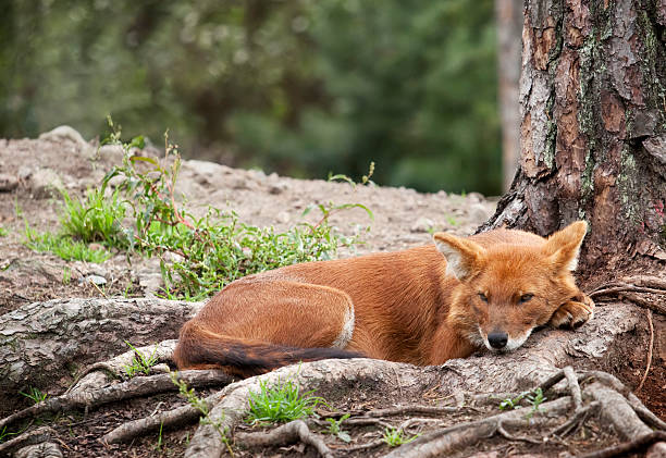 Resting dhole Dhole (Cuon alpinus) aka Asiatic Wild Dog  resting comfortably on the roots of a tree. dhole stock pictures, royalty-free photos & images